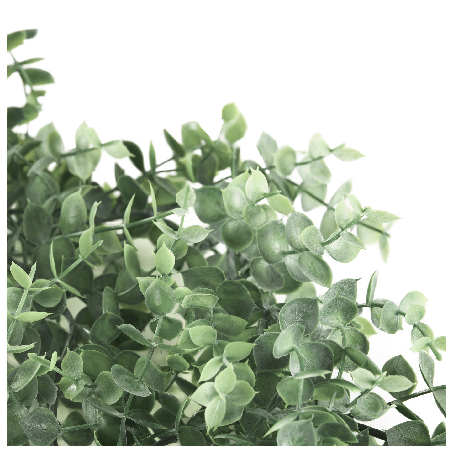 Dichtes Büschel kleiner grau-grüner Kunstpflanzenblätter auf weißem Hintergrund.