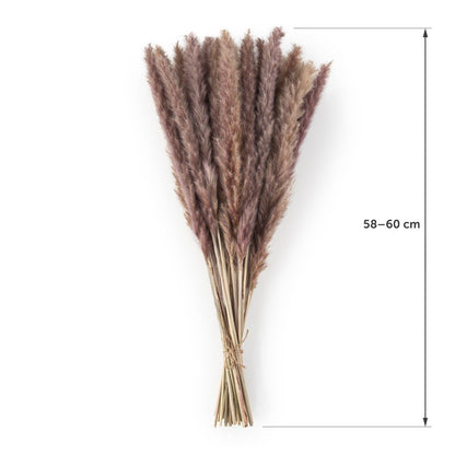 Ein Bündel Pampasgras gebunden mit einem Juteseil und einem Maßband daneben das die Länge von 58-60 cm anzeigt.